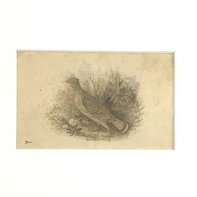 Study of a Pheasant