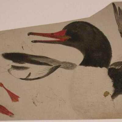 Duck Study