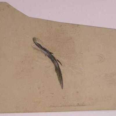 Duck Study Verso