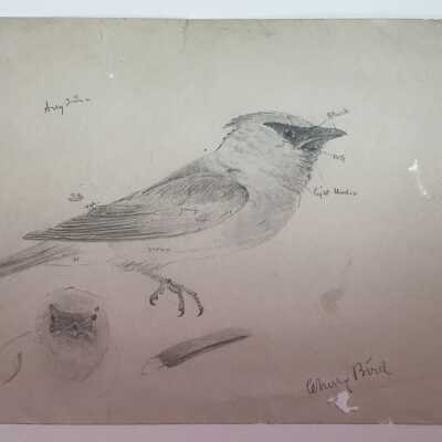 Study of a "Cherry Bird" (Cedar Waxwing)