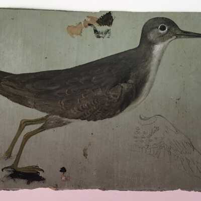 Sandpiper