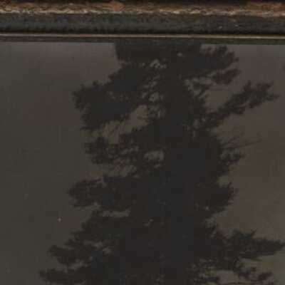 Sunset Fir of the Columbia Highway