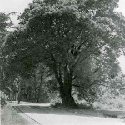 Gladstone, Oregon - Pow Wow Maple Tree 1935