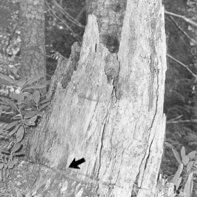 Rope Burn Tree Stump, Wagon Trains, Mt. Hood, Laurel Hill, 1975.