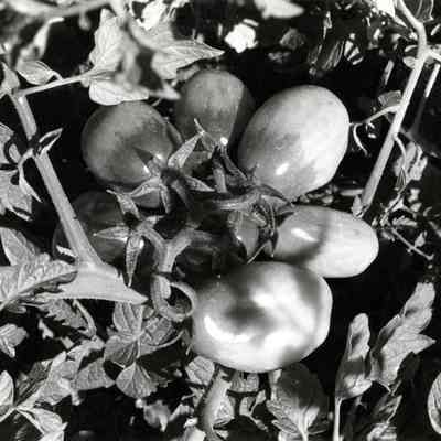 Tomatoes 1970