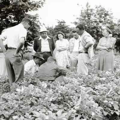 Mt. Pleasant 1946 - Farmers Studying Potato Plant Diseases