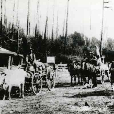 Barlow Road 1872 - Rhody Tollgate - Ernest Severs on Oxen Team. One mile east of Rhododendron.