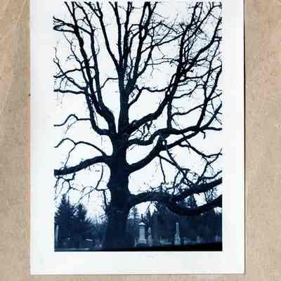 Oregon City - Pioneer Oak at Mountain View Cemetery