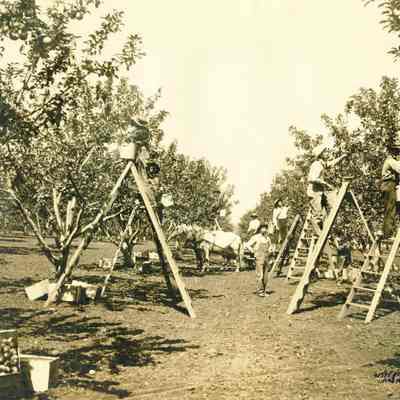 Ashland 1918 - Apple Picking Time