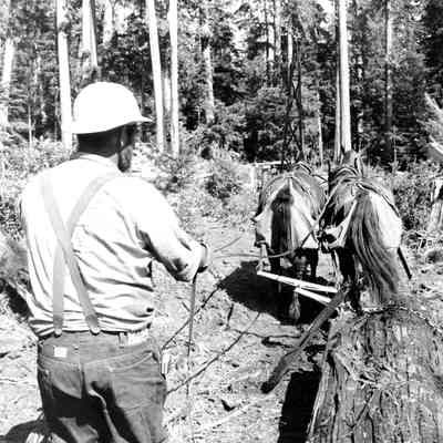 Logging With Horses 1974 - Bull Run Watershed