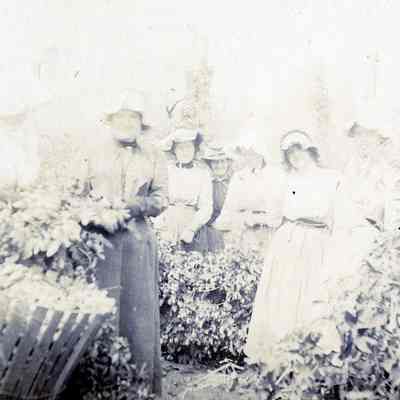Clackamas County 1900 - Women Picking Hops