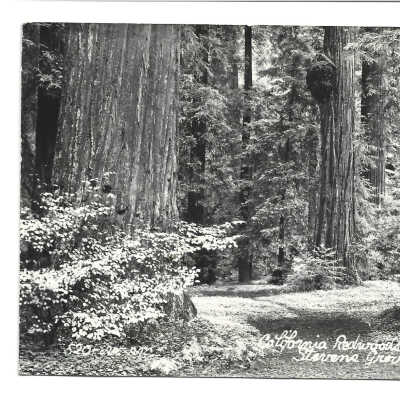 Postcard from the Boltons to Mertie Stevens