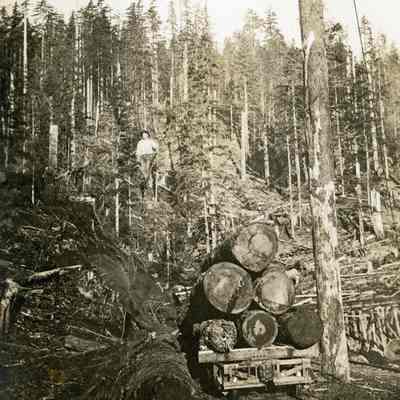 Ariel Cable used to Move Logs Next to Railroad Car Loaded with Logs