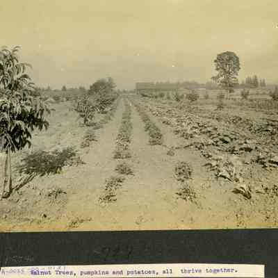Walnut tree, Pumpkins, and Potato Field