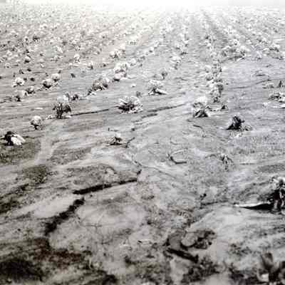 Lake Oswego (near) 1936 - Soil deposited at Foot of Gullied Field