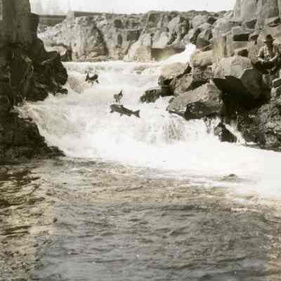 Barnett Album - Salmon Jumping at Willamette Falls Fishway