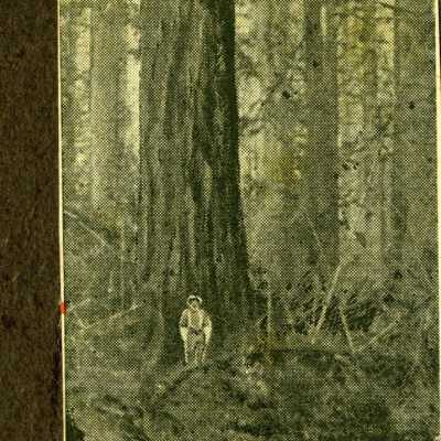 Tall Tree and Man.