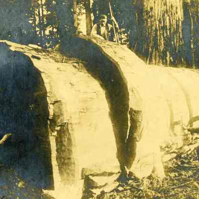 California Redwood Being Cut into Shingle Bolts