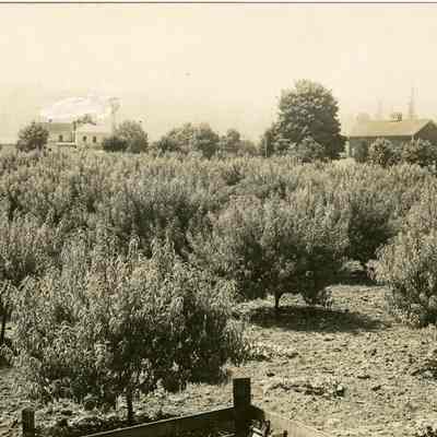 Peach Orchard of Mrs. Anna S. Hayes.