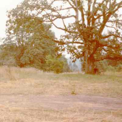 Eagle Creek 1970c. - Oak Tree Still Standing that was beside the W.B. Baker House