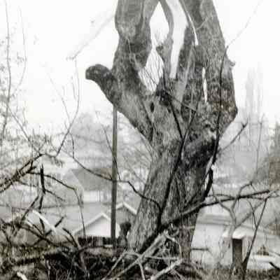 Oregon City 1959 - Tree in the Cockran Yard Planted by Albion Post 1852