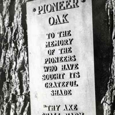 Oregon City - Pioneer Oak at Mountain View Cemetery