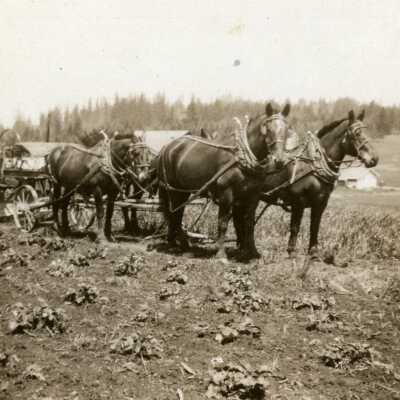 Happy Valley - Horse Drawn Road Equipment - 1915