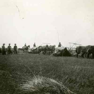 1914 Harvesting by Horses - Talbert