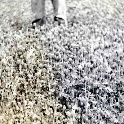 Carus 1940's - Crimson Clover Seed Field - Reed Jagger Farm