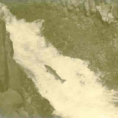 Willamette Falls 1914 - Fish Ladders