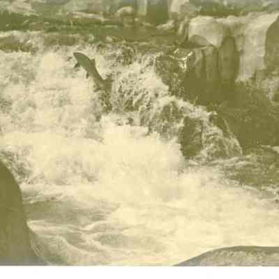 Willamette Falls 1914 - Fish Ladders