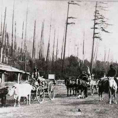 Barlow Road 1872 - Rhody Tollgate - Ernest Severs on Oxen Team. One mile east of Rhododendron.