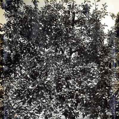 Apple Tree