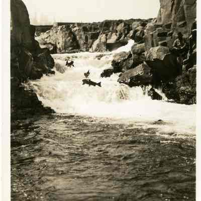 Willamette Falls Post Card - Salmon Jumping the Falls
