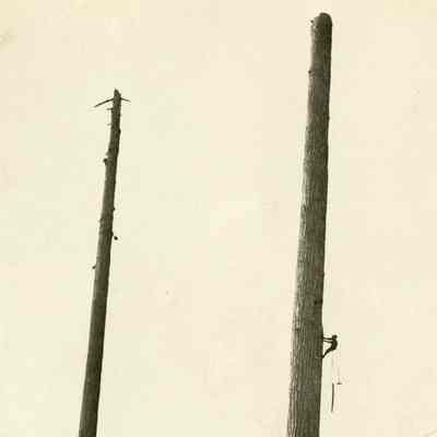 Logger Climbing Tall Limbless Tree