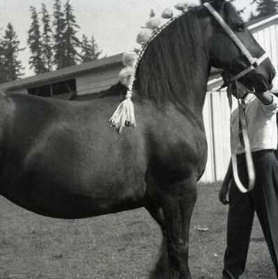 Clackamas County Fair Horse Blue Ribbon Winner