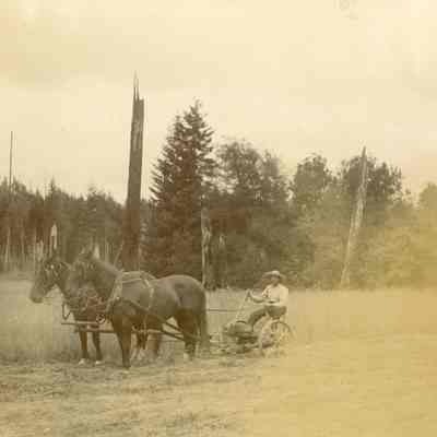 Cutting Grain with Horse-drawn Sickle.