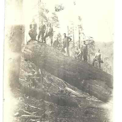 Lumberjacks with Large Fallen tree