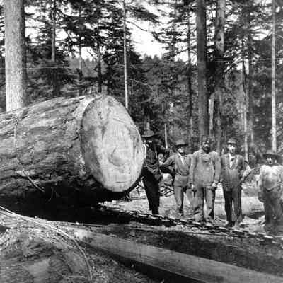 Logging 1920's - Men Moving Downed Tree Near Marmont, Oregon