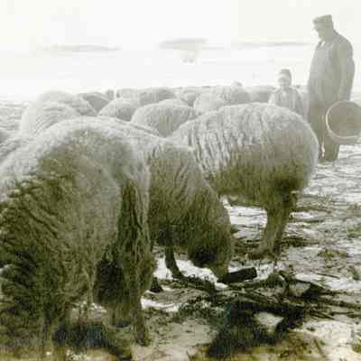 Unidentified Man and Boy with sheep herd