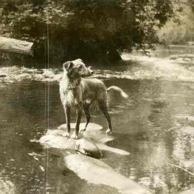 Barnett Album - Adams' Dog "Sunny Jim" at Milk Creek