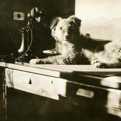Barnett Album - Louie Adams Collie Dog "Sunny Jim"