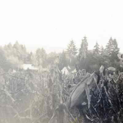 Unidentified Snapshot taken in 1946 - Corn Field and Farm in Clackamas County
