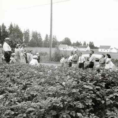 Mt. Pleasant 1946 - Studying Potato Plant Diseases