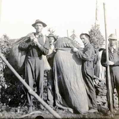 Farmers Harvesting Crop - Perhaps Hops