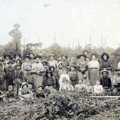 Canby 1890's - Hop Picking Crew