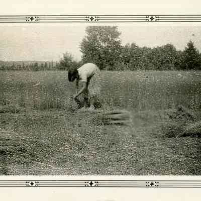 Flax Harvest in Canby