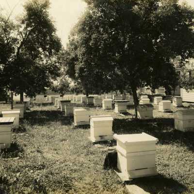 New Era, Oregon - Honey Bee Apiary