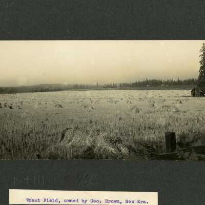 Wheat Field owned by George Brown of New Era Oregon