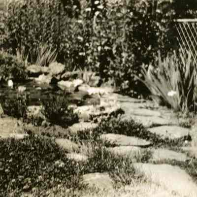 Barnett Album - Yard between Adams and Howland Houses